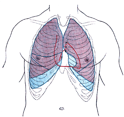 Desenho anatômico do tórax visto de frente, mostrando os dois pulmões dentro da caixa das costelas e a linha do diafragma embaixo deles.